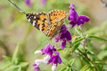 Painted lady eating in the purple Salvia leucantha