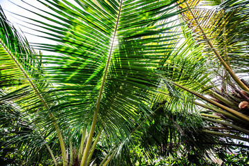 Close up palm branch
