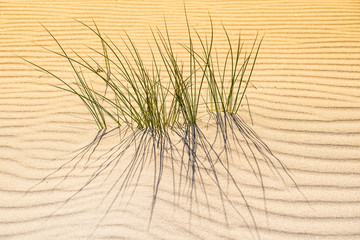 grass growing through the waves in the sand at Bolonia, Spain