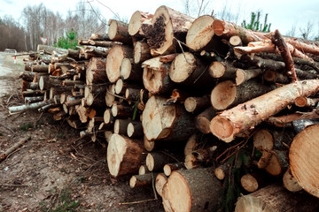 Logging, a lot of logs lying on the ground in the forest. Cutting down trees, forest destruction. The concept of industrial destruction of trees, causing harm to the environment.