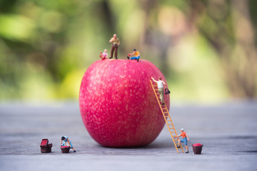 Miniature people, farmer climbing on the ladder for collecting red apples from big apple.