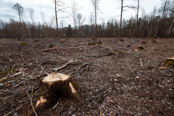 Cutting down trees, forest destruction. Glade stumps in the forest. The concept of industrial destruction of trees, causing harm to the environment.