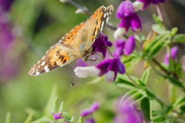 Painted lady eating in the purple Salvia leucantha