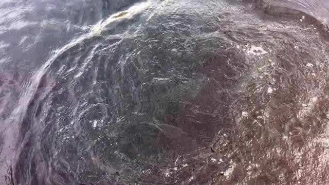 Fish swimming to the surface, breaking the waterline and splashing