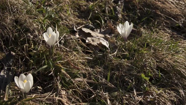 Timelapse of some crocuses as they are closing their blossoms in the evening.