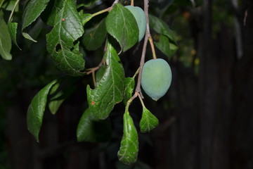 green plum on tree