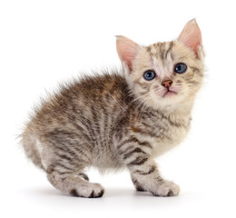 Kitten on white background.