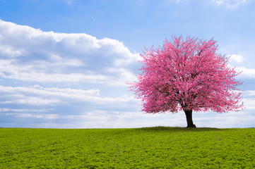A blossoming cherry tree sakura on a horizon. Flowering tree of Japanese cherry sakura on green...