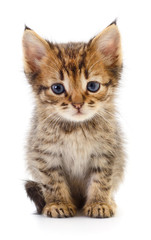 Kitten on white background.