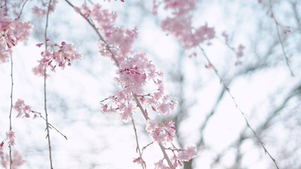 枝垂れ桜