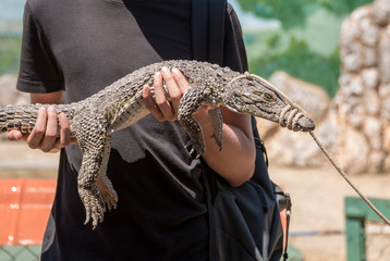 Young tourist holding a muzzled baby crocodile in a crocodile farm, Cuba