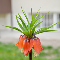 kaiser's crown flower in the garden
