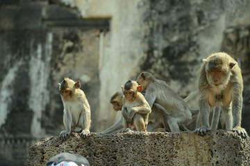 Obraz premium Affentempel und Affen in Lopburi, Thailand