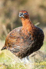 Red Grouse (Lagopus lagopus) Male in Springtime with Red Eyebrow, stood in natural habitat on Yorkshire Grouse Moor.  Facing Right.  Landscape, Horizontal. Close up.