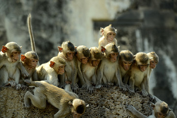 Affentempel und Affen in Lopburi, Thailand