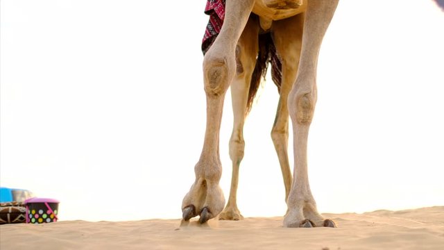 A domestic camel sits down in the desert of Duabi, United Arab Emirates.
