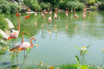 Pink flamingos standing in the water. Wildlife background with copy space. 