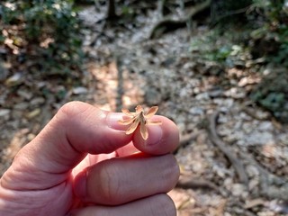 hand holding a flower