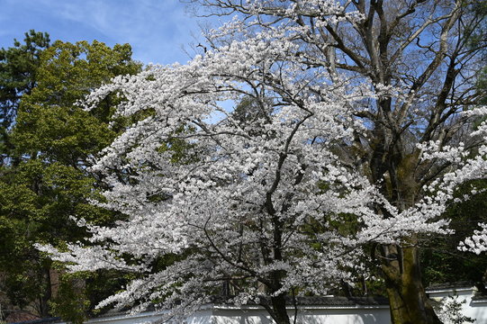 cherry trree at syukugawa park