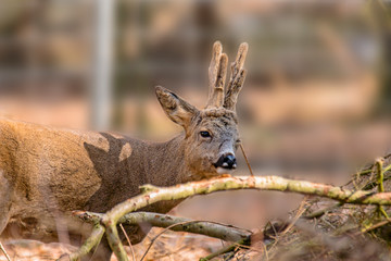 roe deer at field in the wild nature
