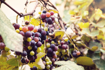 Bunch of ripe black grapes.