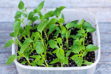 Young green sprouts of plants of pepper and tomato for a house kitchen garden