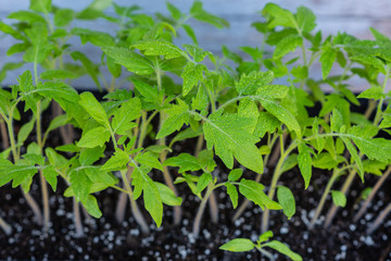 Young green sprouts of plants of pepper and tomato for a house kitchen garden