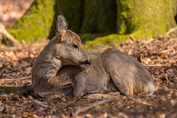 Fototapeta premium roe deer at field in the wild nature