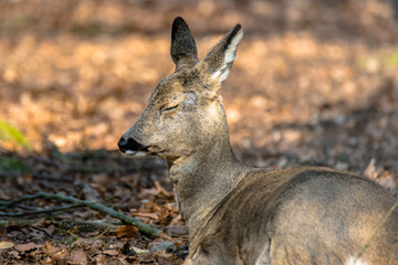 roe deer at field in the wild nature