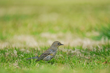 Northern Mockingbird jumping on the floor