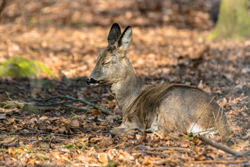 roe deer at field in the wild nature