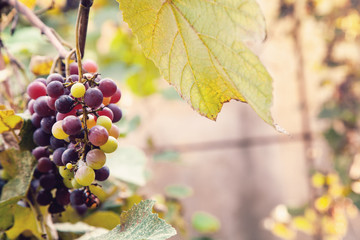 Bunch of ripe black grapes.