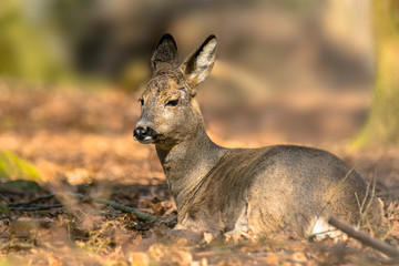 roe deer at field in the wild nature