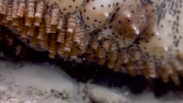 Sea Cucumber on Koh Tao- Thailand  
Filmed with:
Sony AX700  in 4K
Gates Underwater Housing
