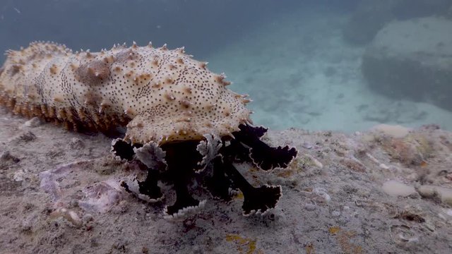 Sea Cucumber on Koh Tao- Thailand  
Filmed with:
Sony AX700  in 4K
Gates Underwater Housing