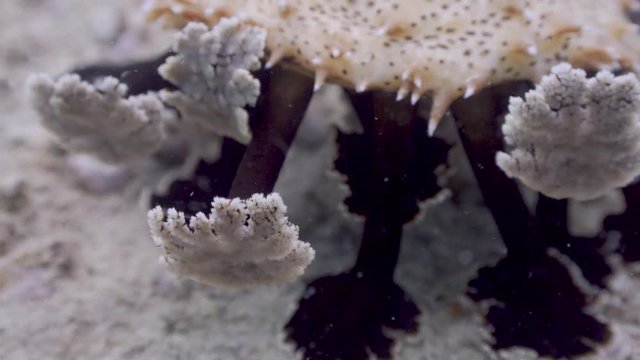 Sea Cucumber on Koh Tao- Thailand  
Filmed with:
Sony AX700  in 4K
Gates Underwater Housing