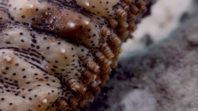 Sea Cucumber on Koh Tao- Thailand  
Filmed with:
Sony AX700  in 4K
Gates Underwater Housing
