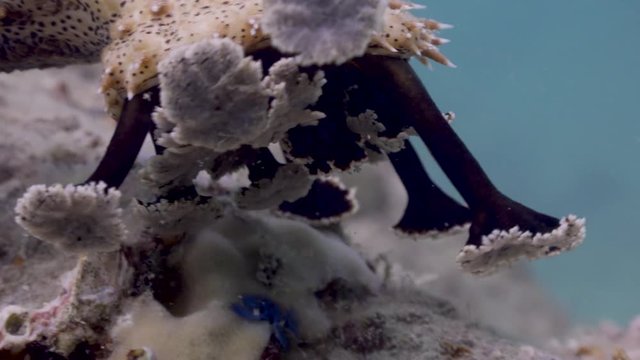 Sea Cucumber on Koh Tao- Thailand  
Filmed with:
Sony AX700  in 4K
Gates Underwater Housing