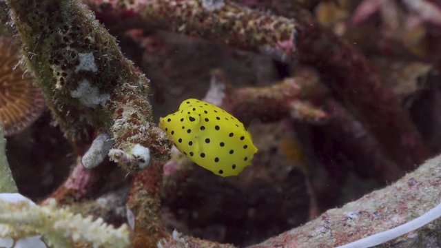 Yellow Boxfish swim at Koh Tao 
Filmed with
- Sony AX700-4K
-Gates Underwater Housing