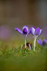 at eye level with 2 blue crocuses