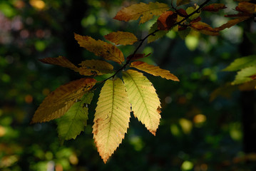 Castañar Del Tiemblo in Autumn. Avila. Spain