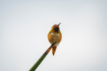 Magnificent hummingbird sitting on the tree