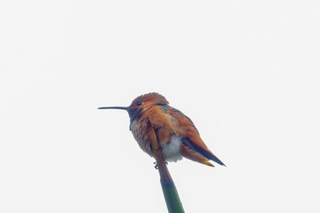 Magnificent hummingbird sitting on the tree