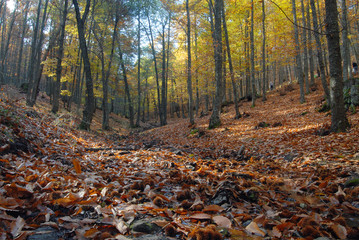 Castañar Del Tiemblo in Autumn. Avila. Spain