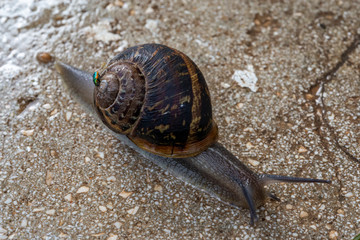 Snail on a pavement