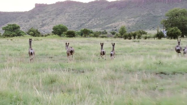 A herd of scared Mule Deer gallop away to safety on a ranch in West Texas, 24 fps.