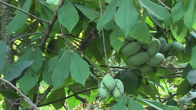 Right pan of Asimina triloba tree with green leaves and paw paw fruits growing on branches in orchard on sunny summer day.