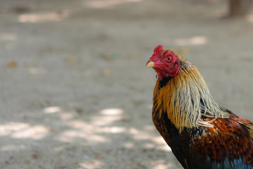 A chicken stands under the shade of tree