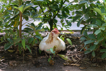 A hen