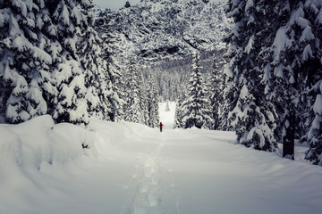 Valmalenco (IT) - Ciaspolata in neve fresca nella pineta